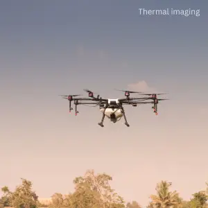 animal4