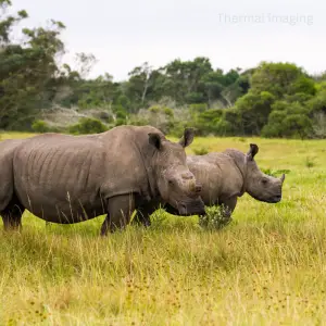 animal5